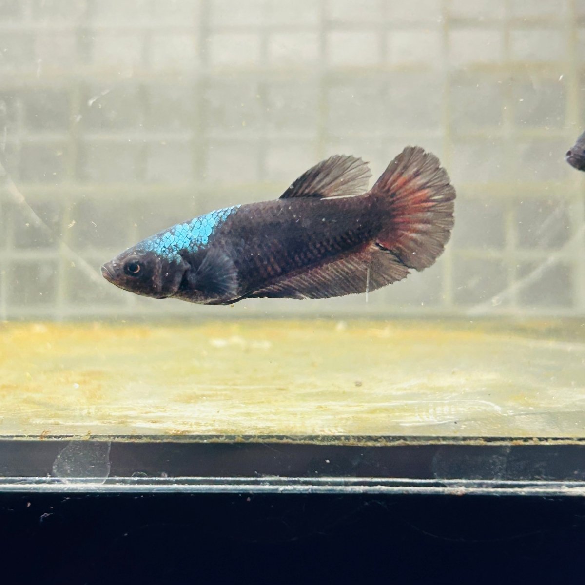 Plakat Avatar Black Female Betta N45