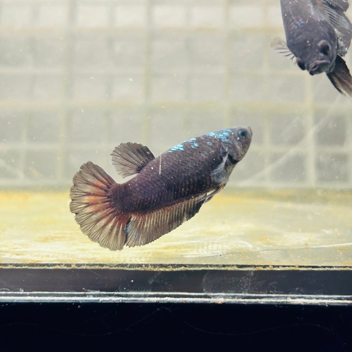 Plakat Avatar Black Female Betta #N45