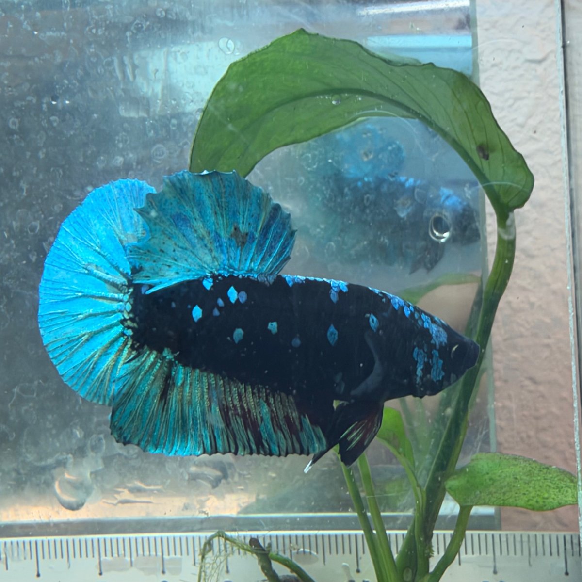 Plakat Avatar Black Light Male Betta #Au77