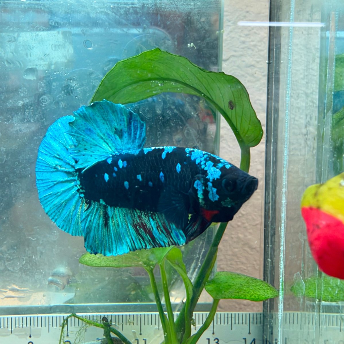 Plakat Avatar Black Light Male Betta #Au77