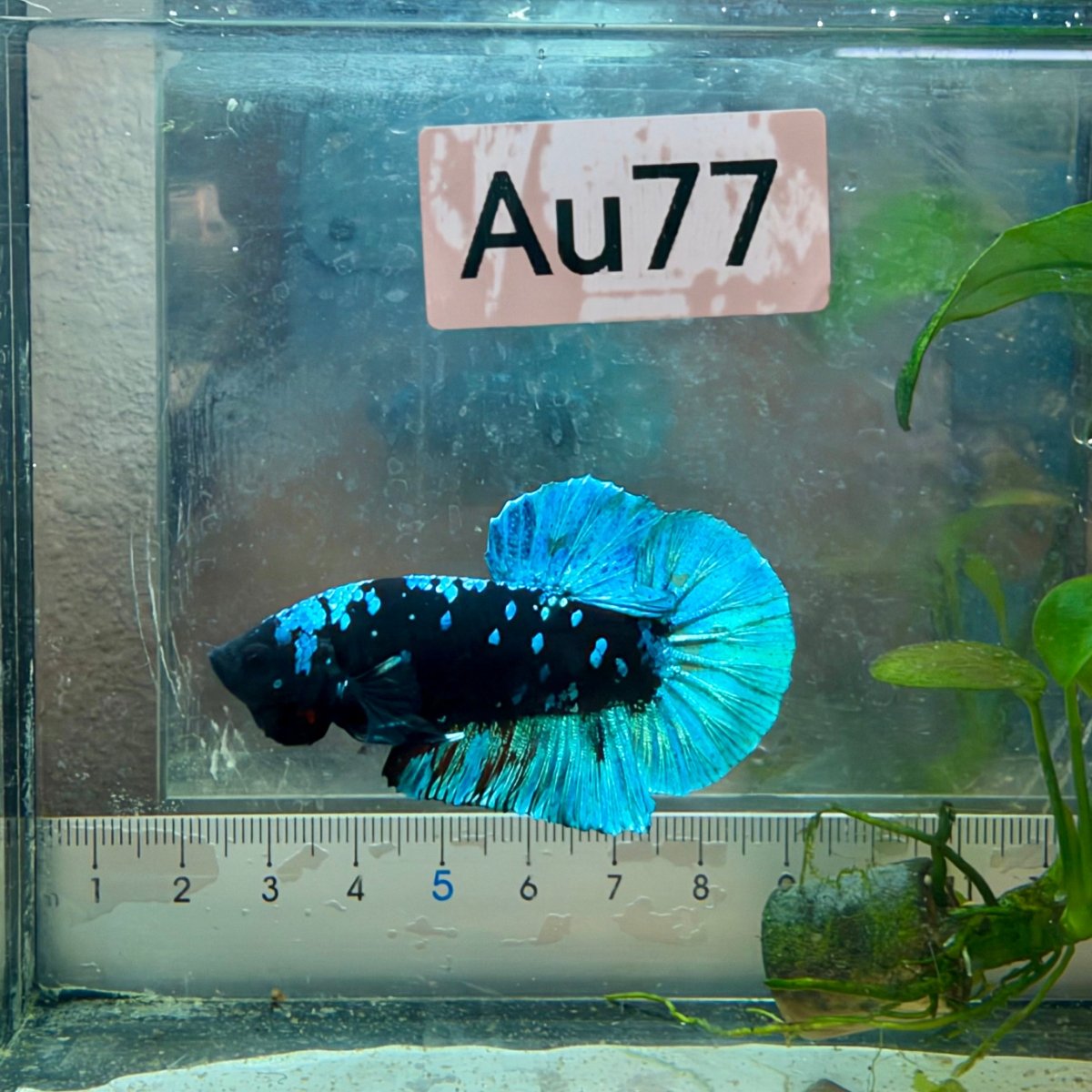 Plakat Avatar Black Light Male Betta #Au77