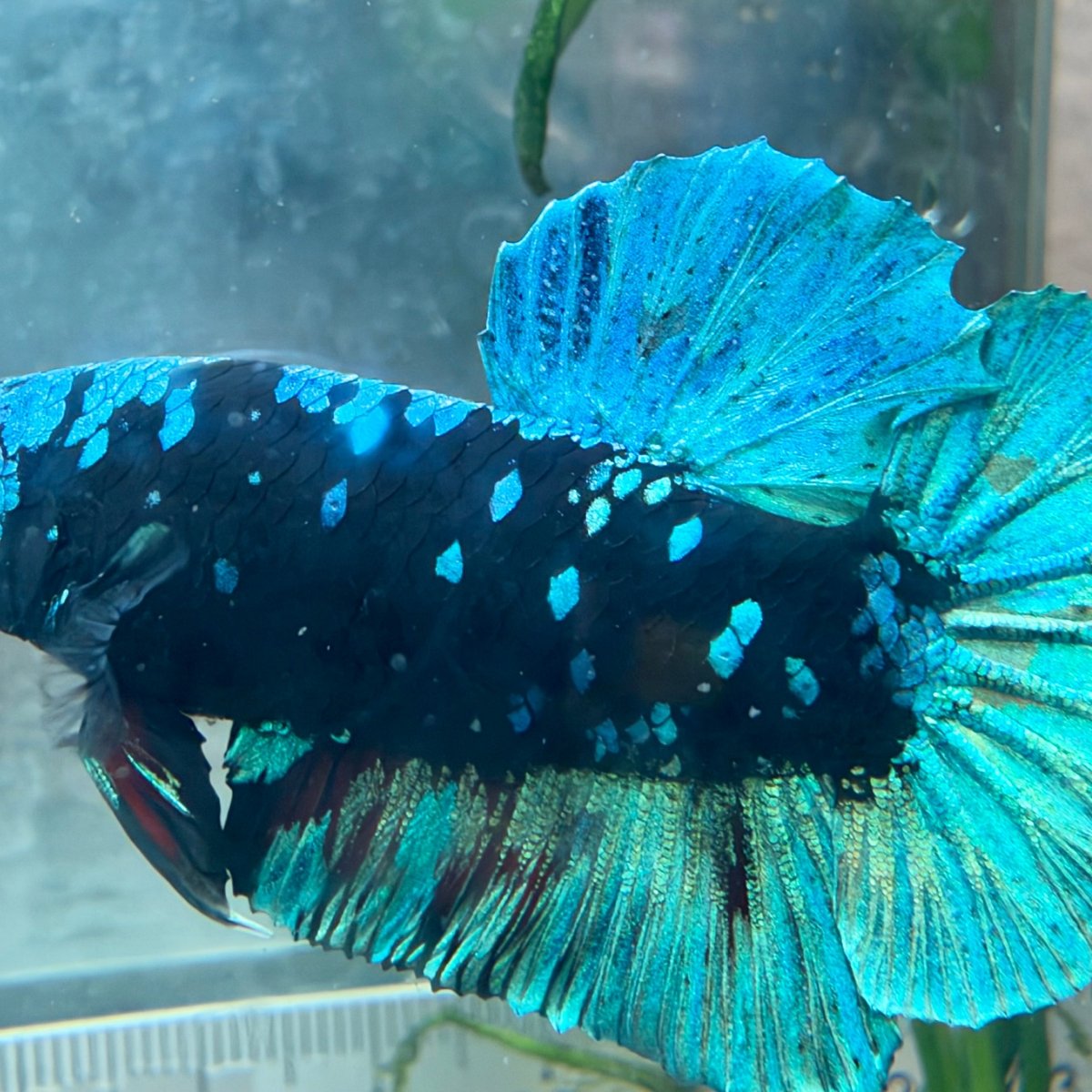 Plakat Avatar Black Light Male Betta #Au77