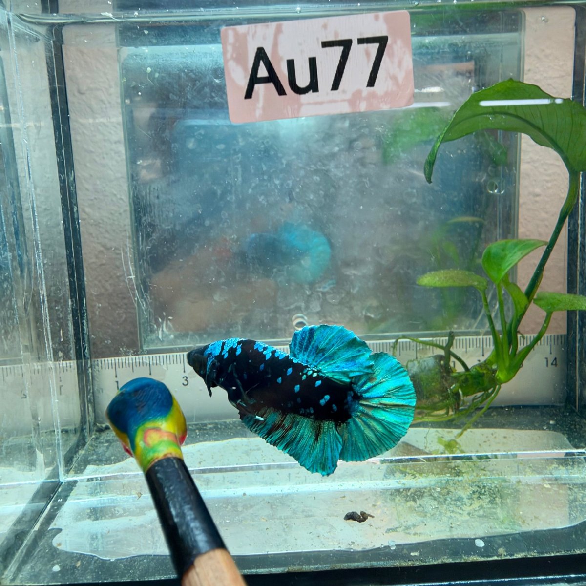 Plakat Avatar Black Light Male Betta #Au77