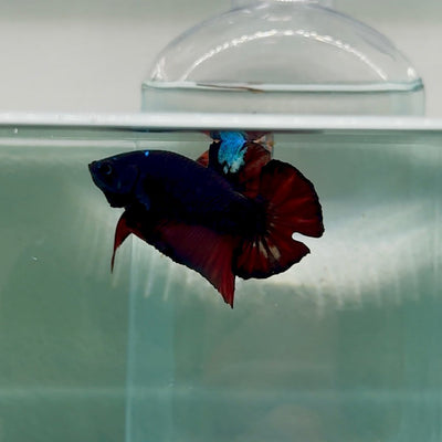 Plakat Avatar Black Tancho Male Betta Au78 Male betta