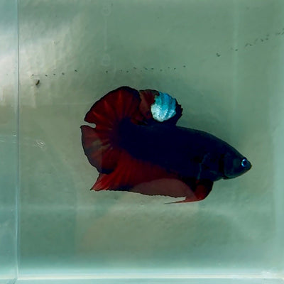 Plakat Avatar Black Tancho Male Betta Au78 Male betta