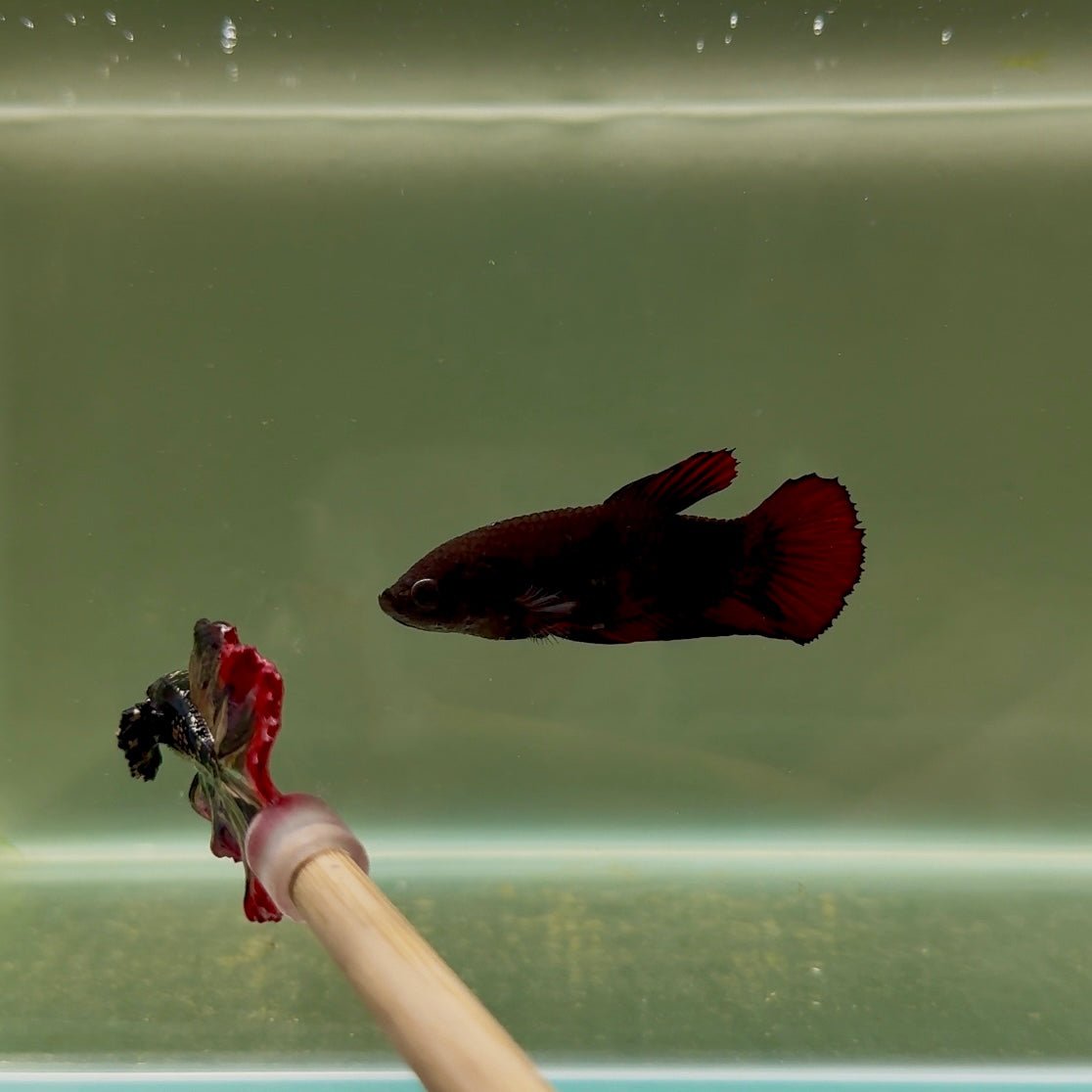 Plakat Avatar Black Vampire Female Betta D17