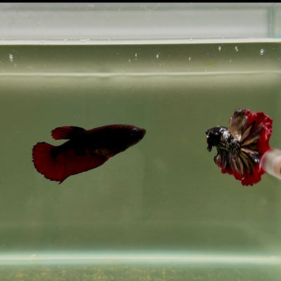 Plakat Avatar Black Vampire Female Betta D17