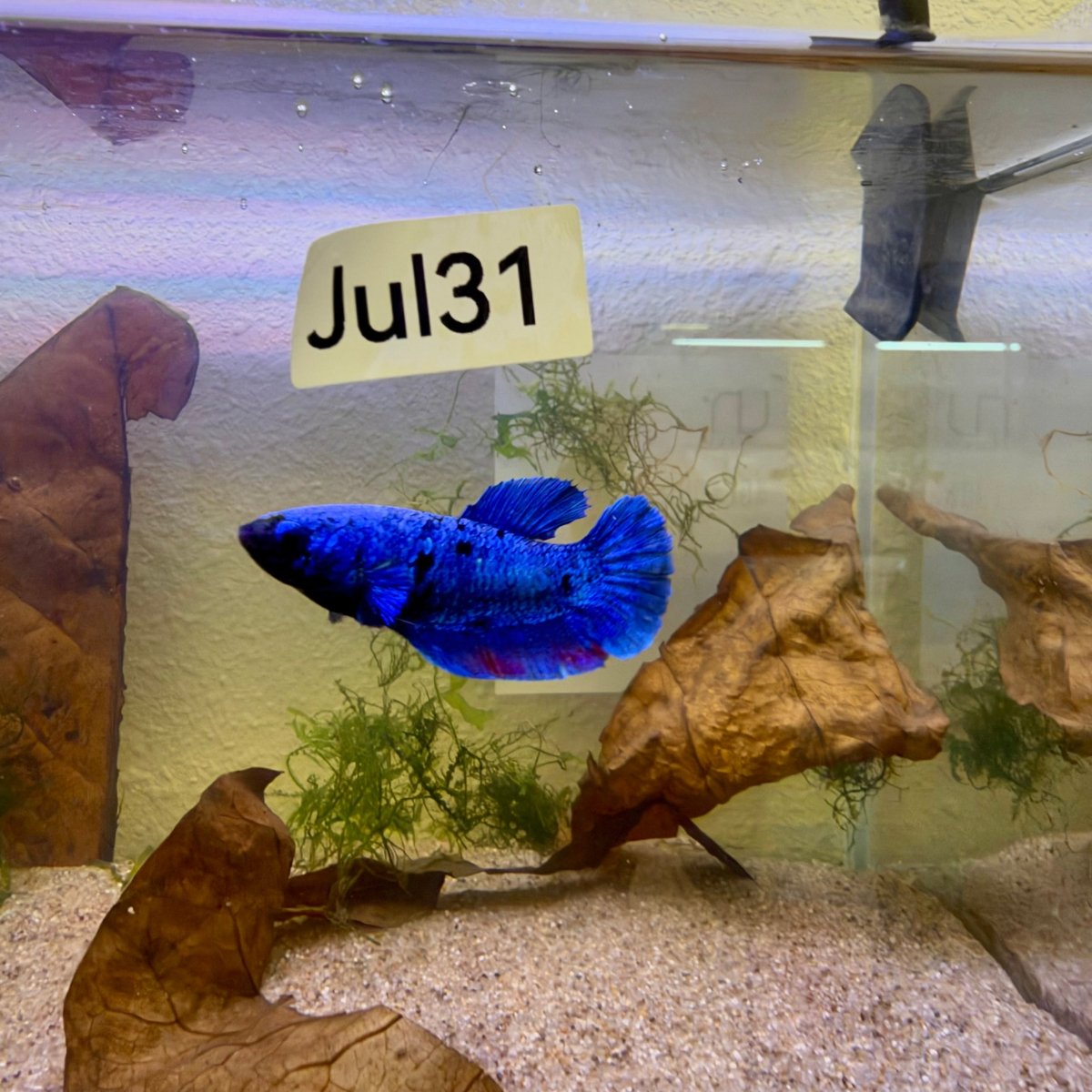 Plakat Avatar Blue Female Betta #Jul31