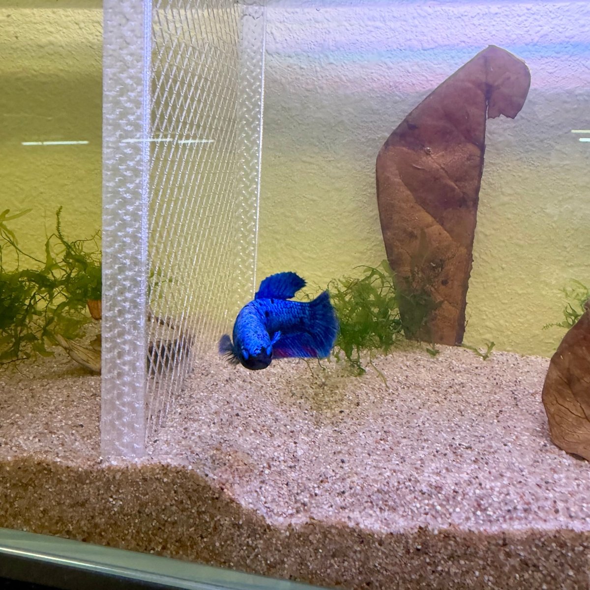Plakat Avatar Blue Female Betta #Jul31