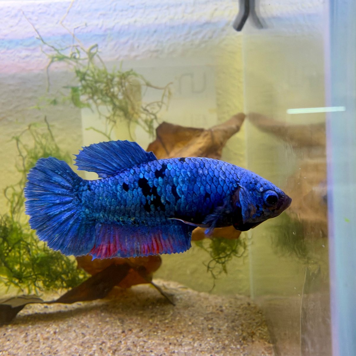 Plakat Avatar Blue Female Betta #Jul31
