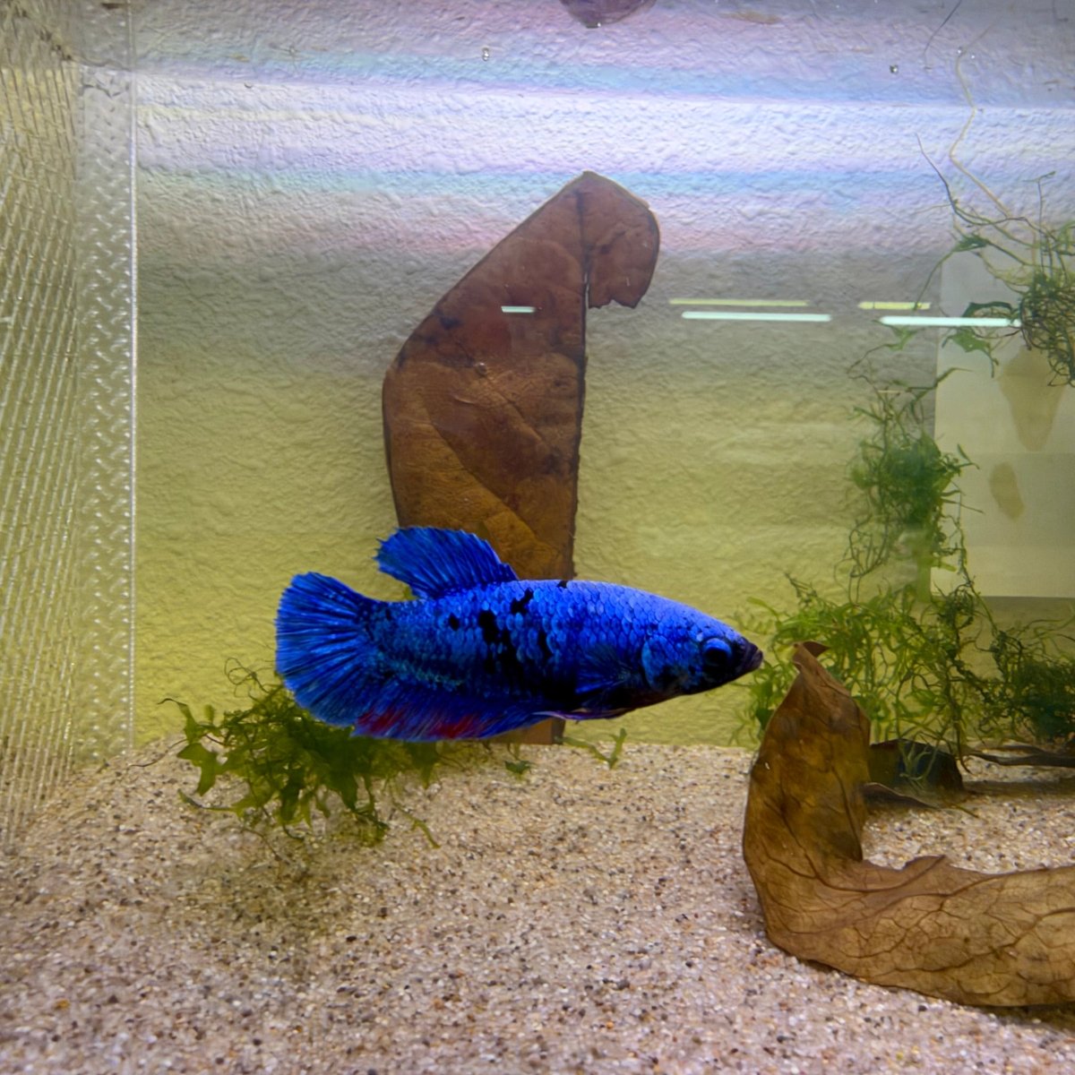 Plakat Avatar Blue Female Betta #Jul31