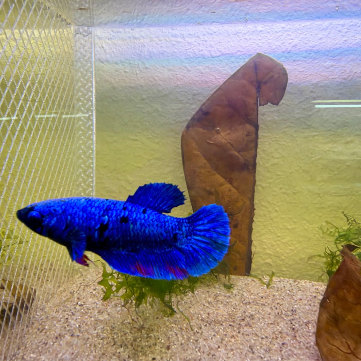 Plakat Avatar Blue Female Betta #Jul31