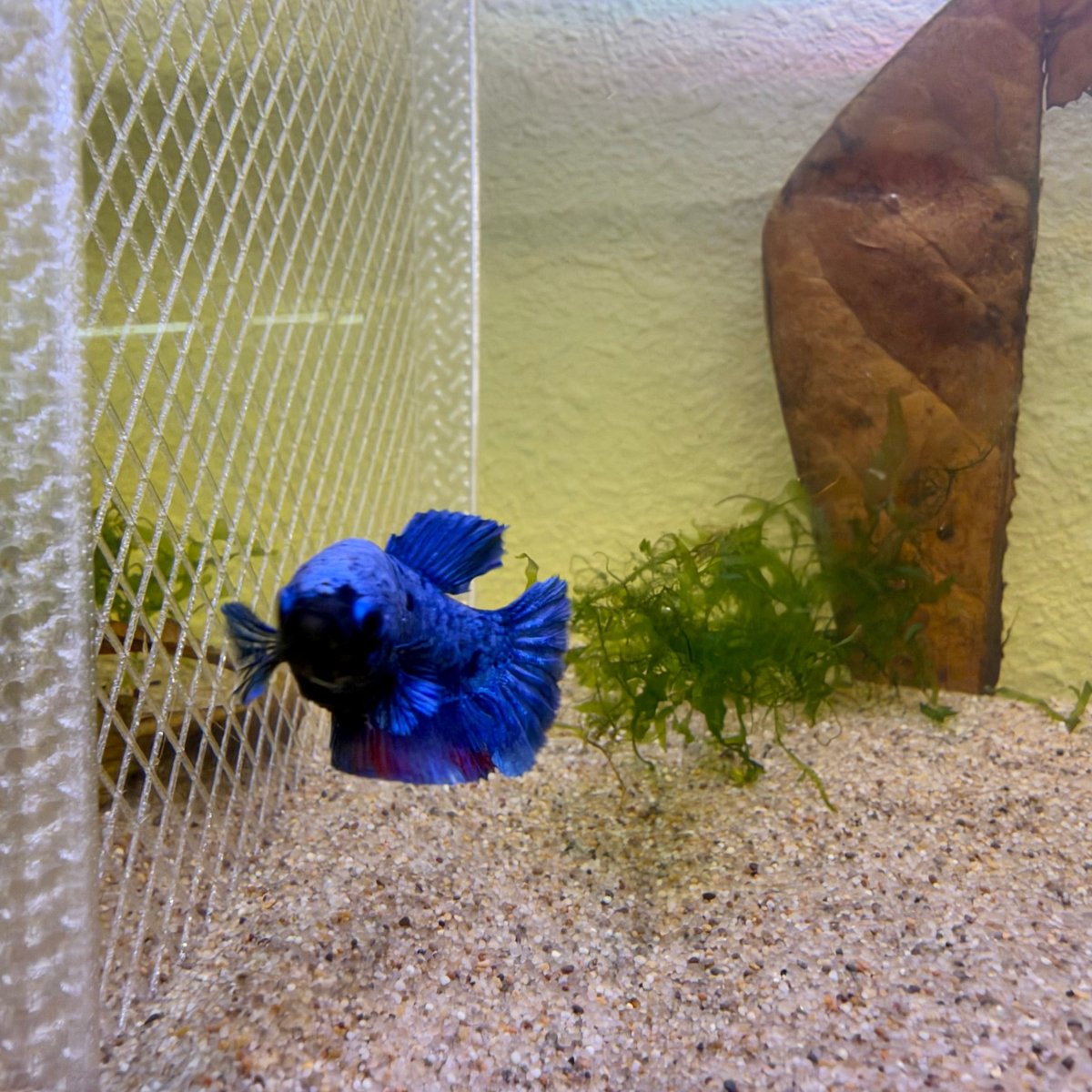 Plakat Avatar Blue Female Betta #Jul31