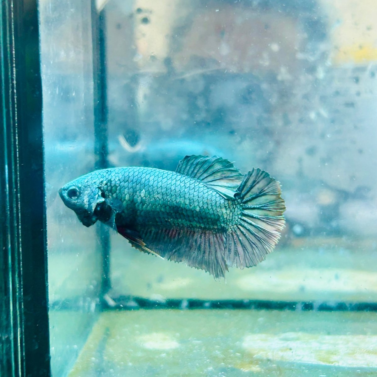 Plakat Avatar Copper Female Betta 017 Female betta