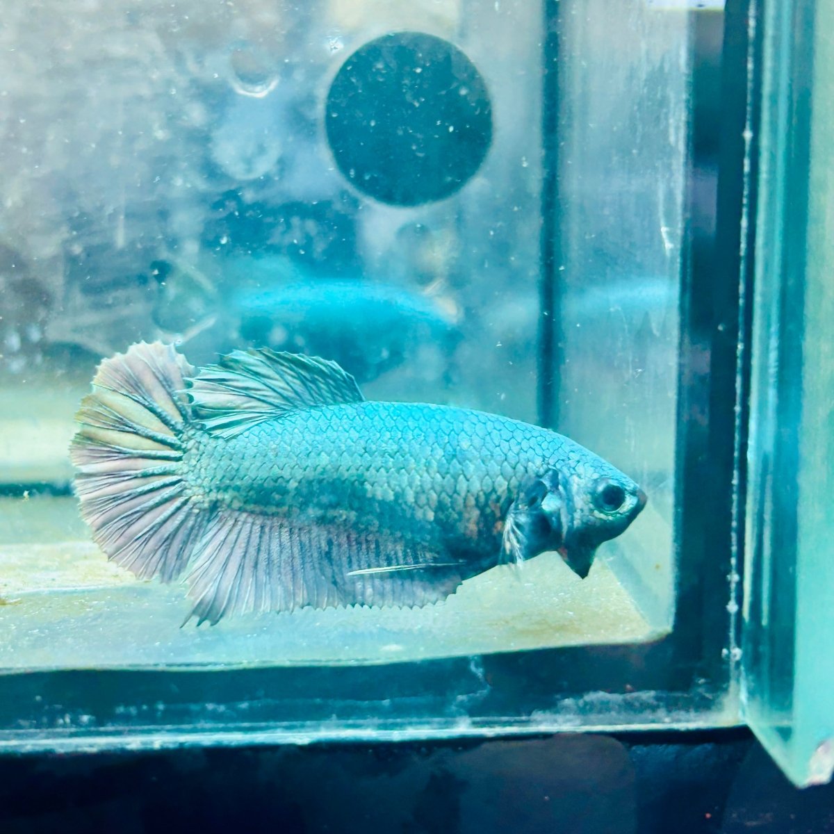 Plakat Avatar Copper Female Betta 017 Female betta