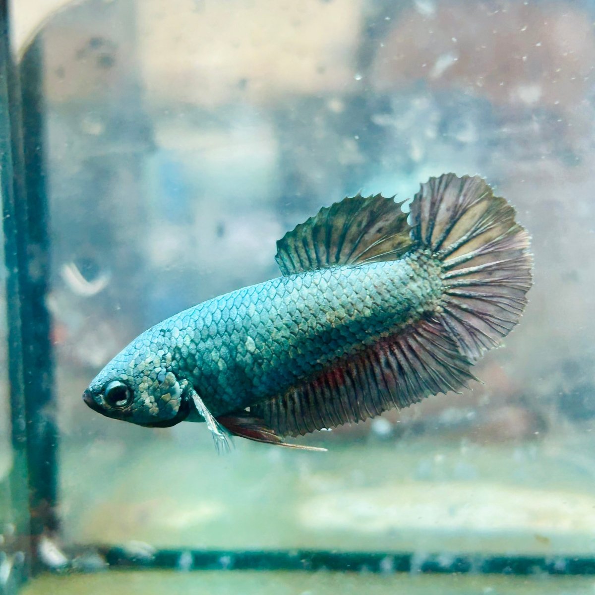 Plakat Avatar Copper Female Betta 017 Female betta
