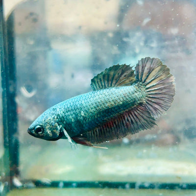 Plakat Avatar Copper Female Betta 017 Female betta