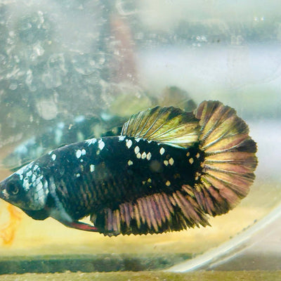 Plakat Avatar Copper Female Betta 123