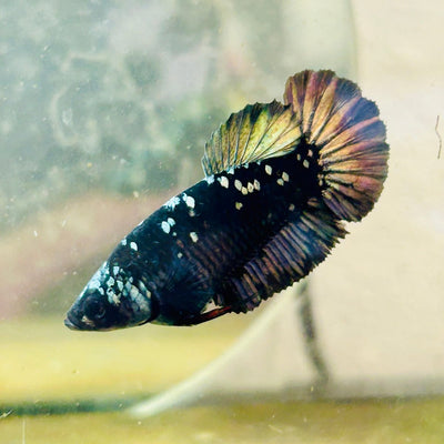 Plakat Avatar Copper Female Betta 123