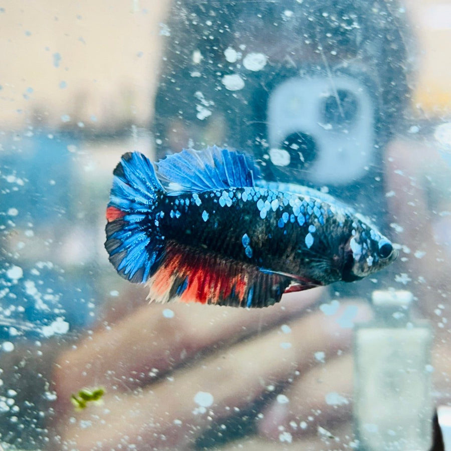 Plakat Avatar Female Betta 080 Female betta
