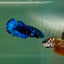 Plakat Avatar Female Betta Au79 Female betta