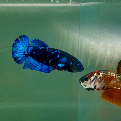 Plakat Avatar Female Betta Au79 Female betta