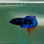 Plakat Avatar Female Betta Au79 Female betta