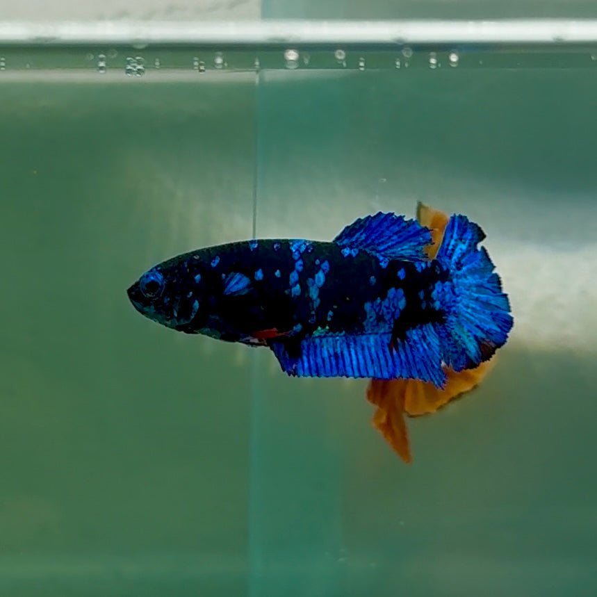 Plakat Avatar Female Betta Au79 Female betta