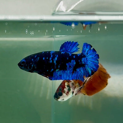 Plakat Avatar Female Betta Au79 Female betta