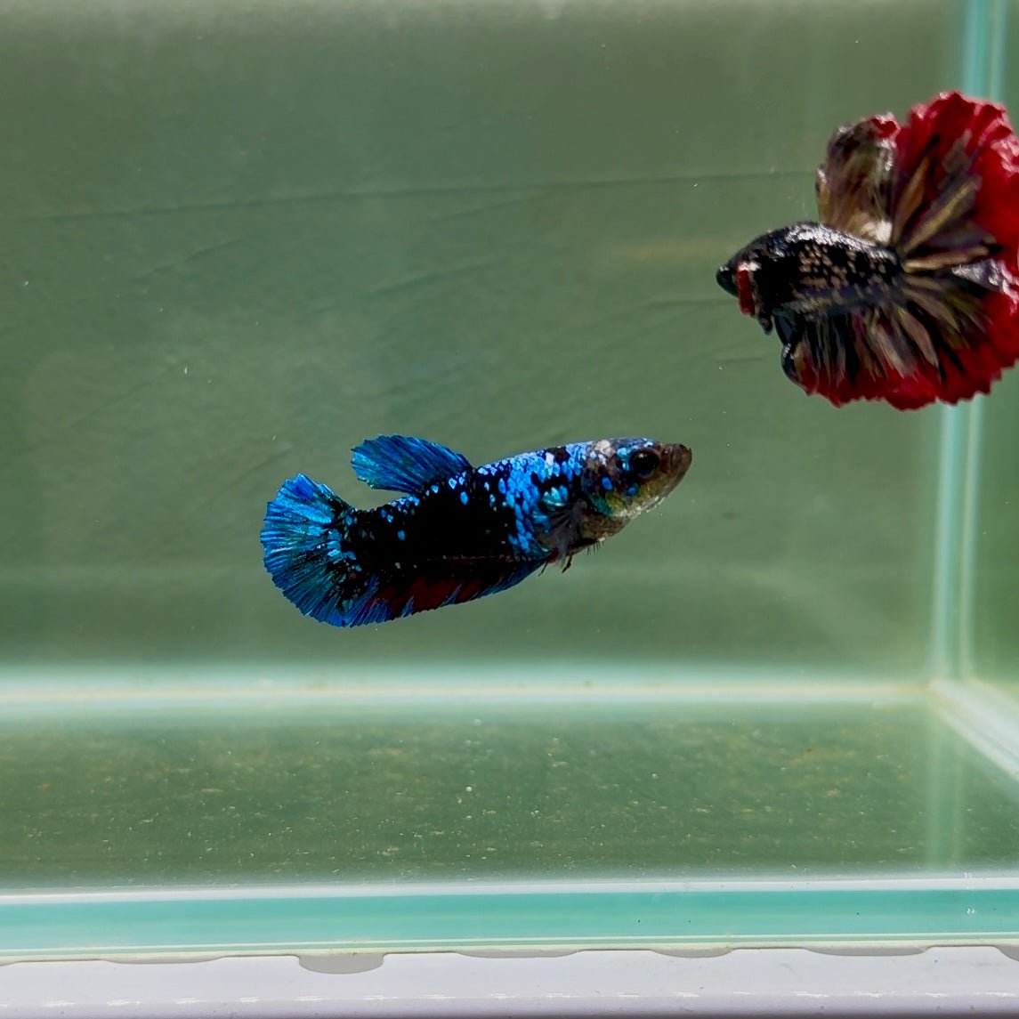 Plakat Avatar Female Betta D15