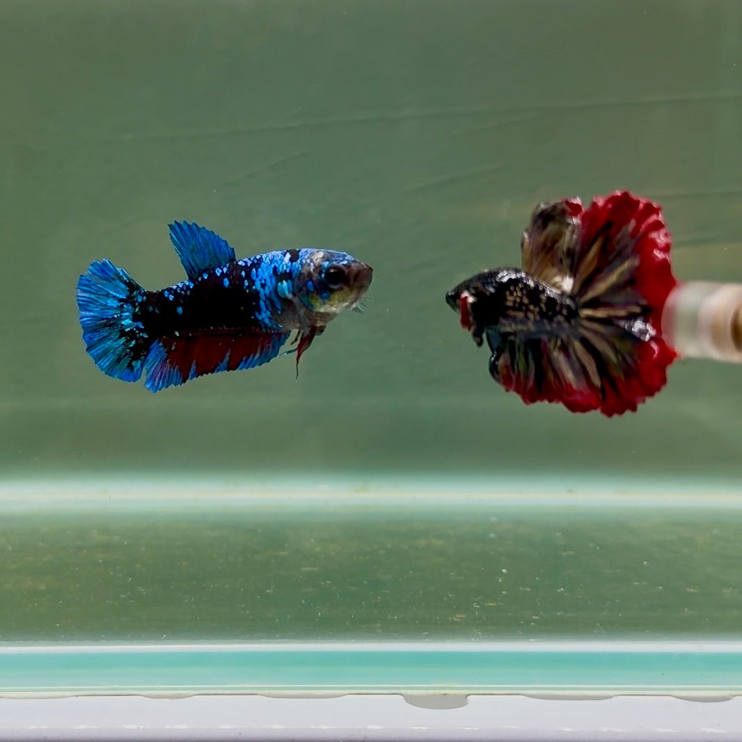 Plakat Avatar Female Betta D15