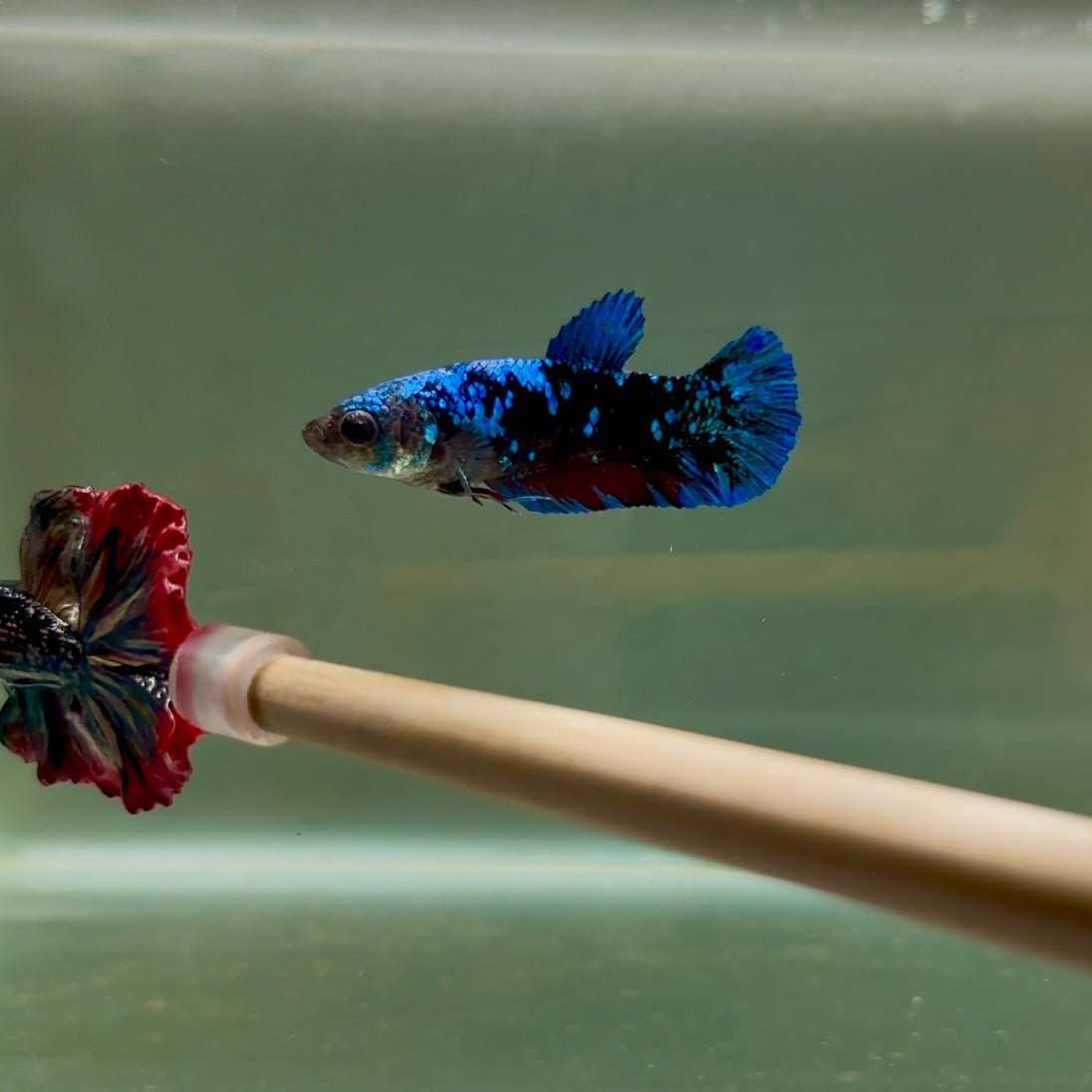 Plakat Avatar Female Betta D15