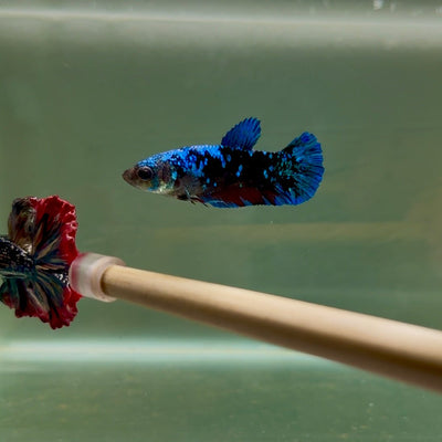 Plakat Avatar Female Betta D15