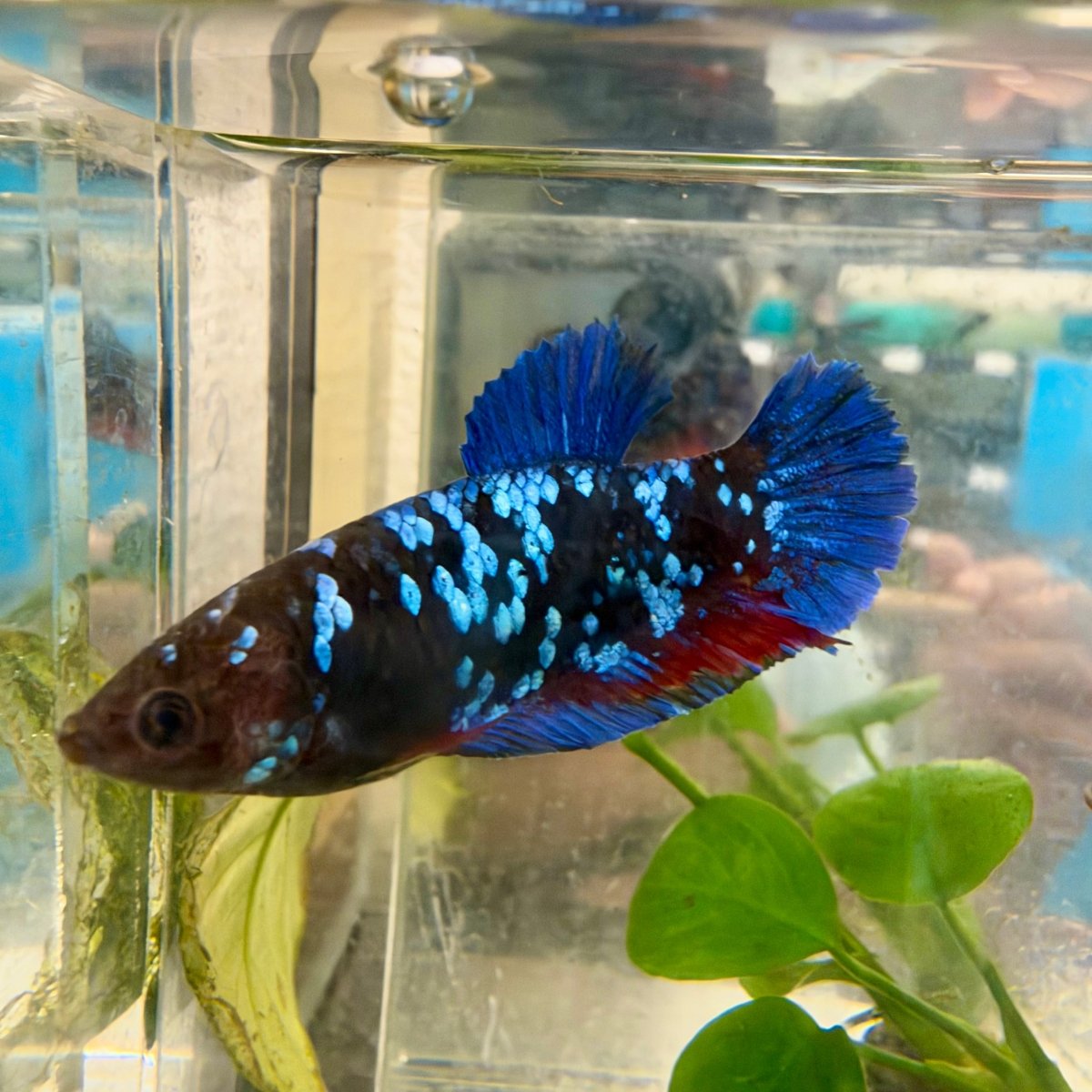Plakat Avatar Galaxy Female Betta #021