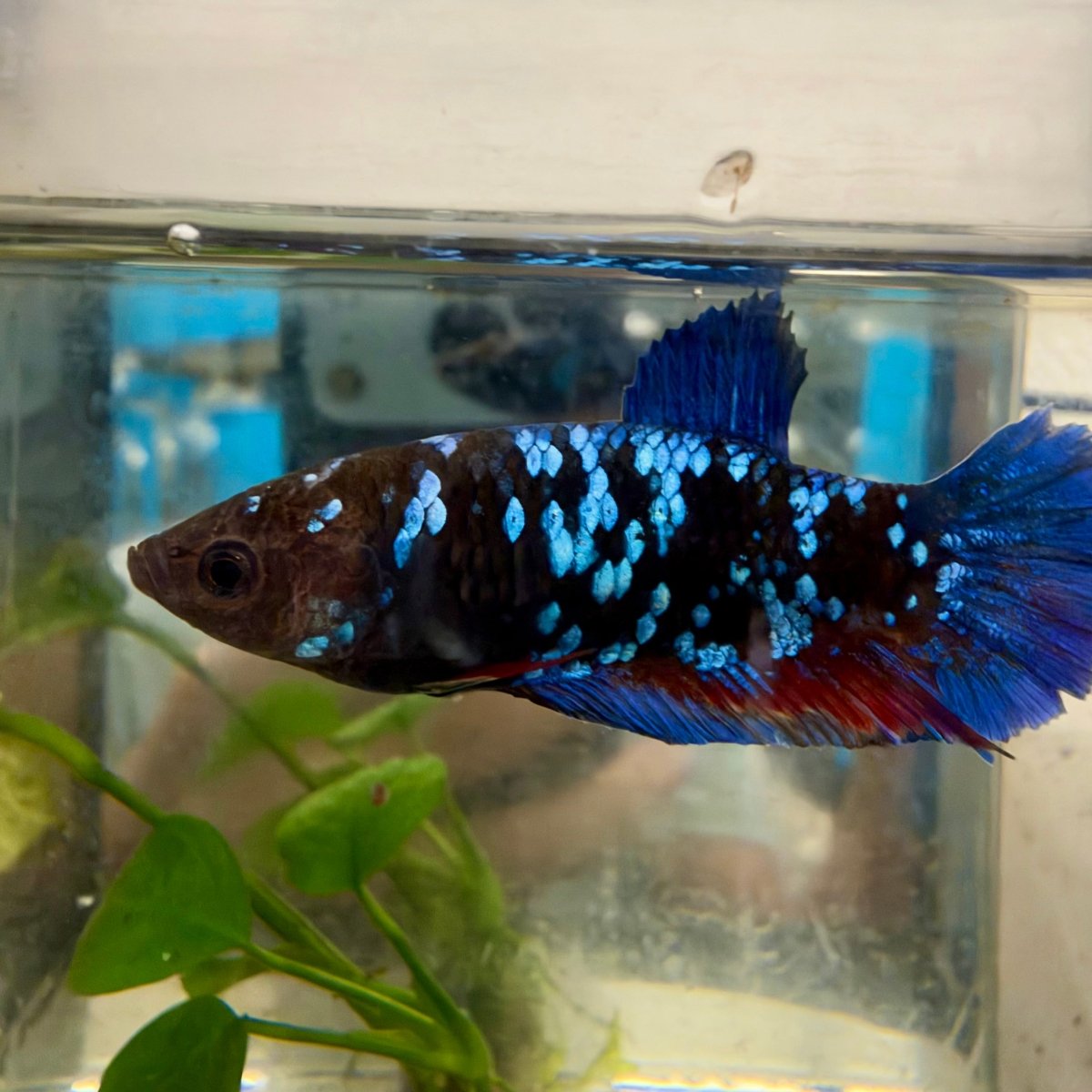 Plakat Avatar Galaxy Female Betta #021