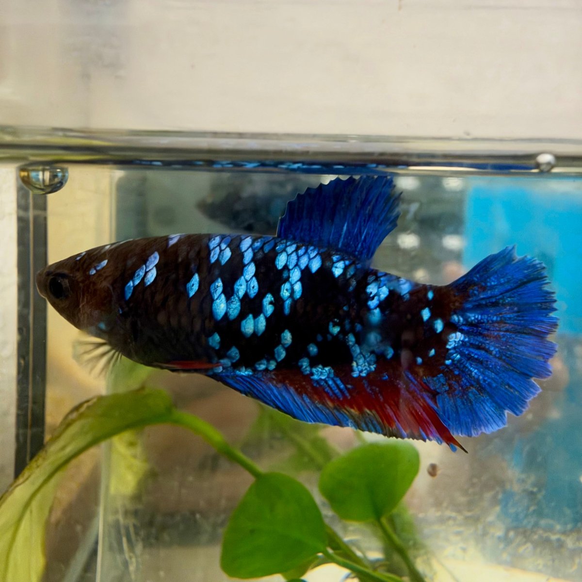 Plakat Avatar Galaxy Female Betta #021