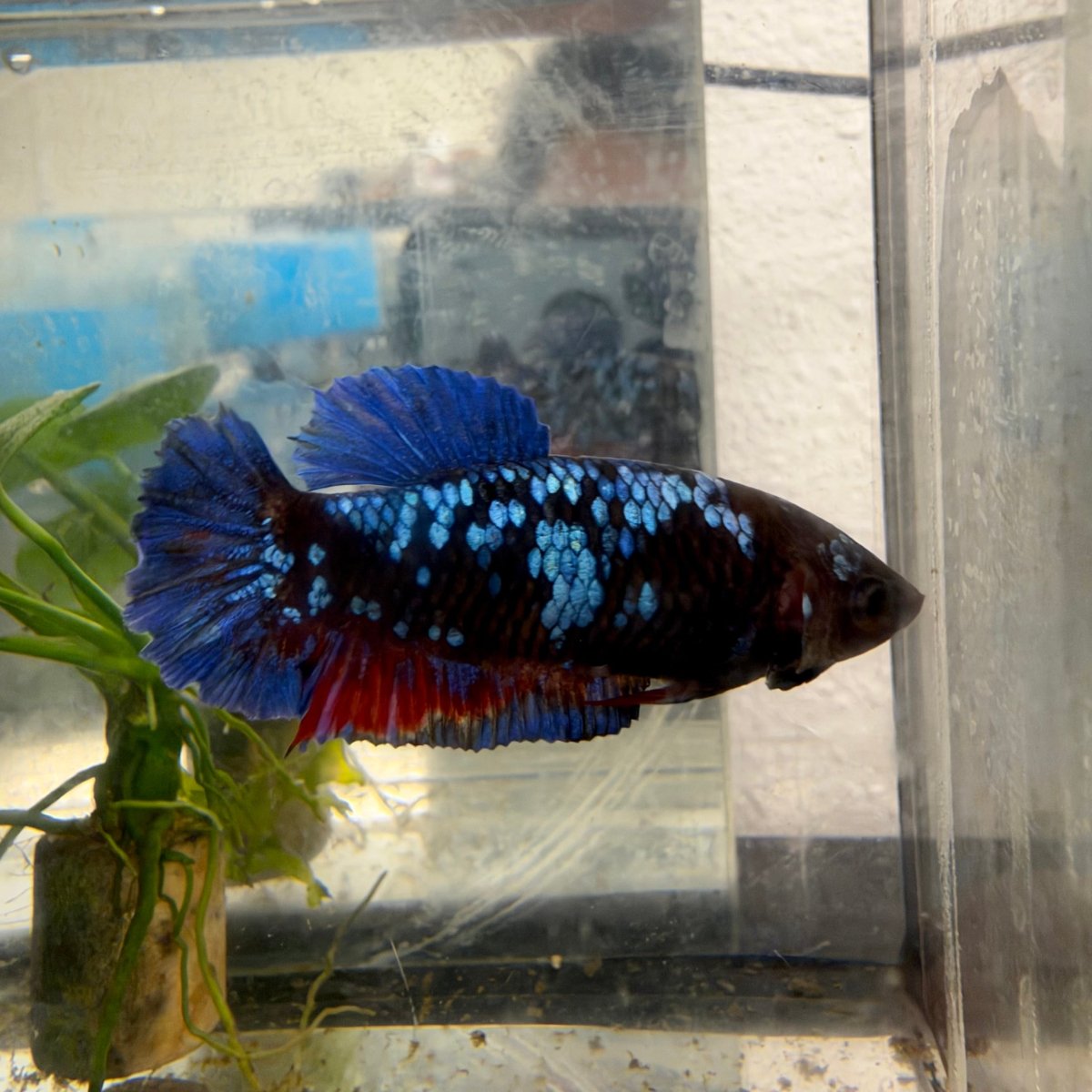 Plakat Avatar Galaxy Female Betta #021
