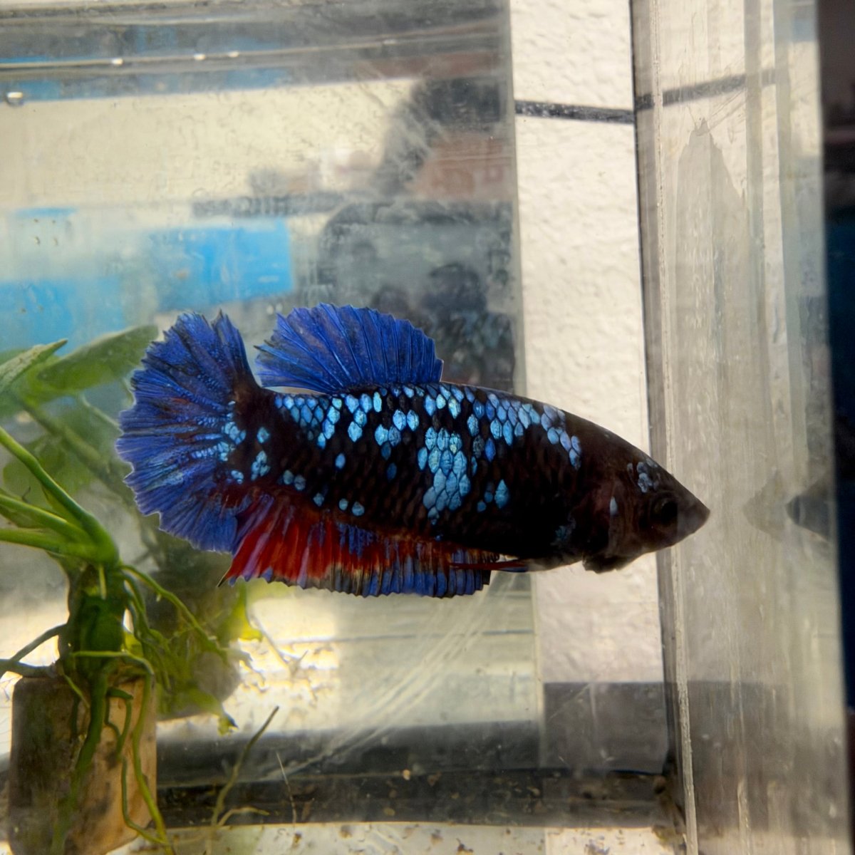 Plakat Avatar Galaxy Female Betta #021