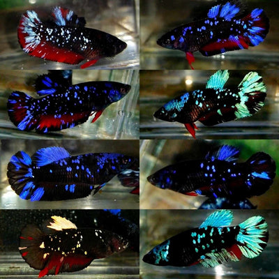 Plakat Avatar Galaxy Female Betta