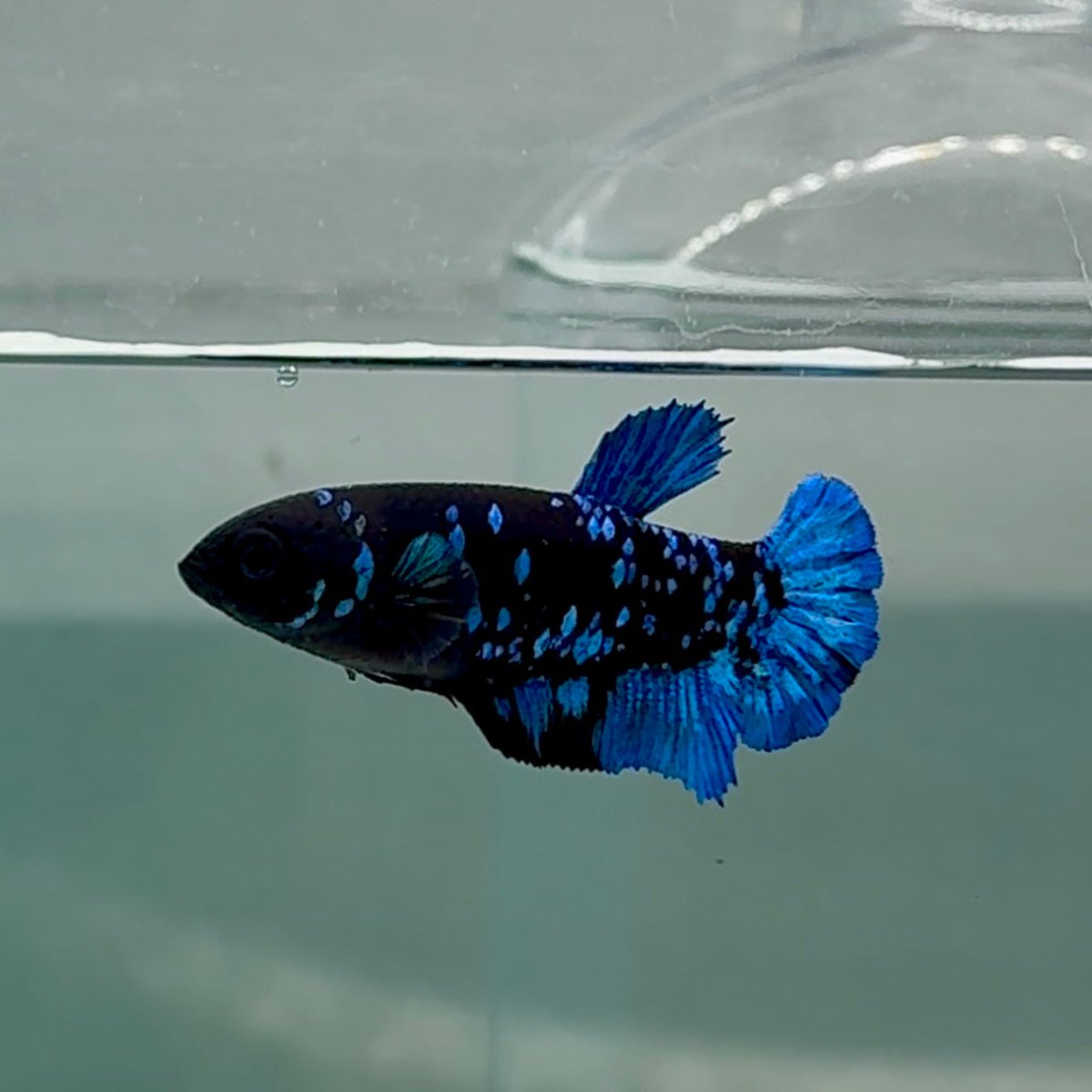 Plakat Avatar Galaxy Female Betta #Au22