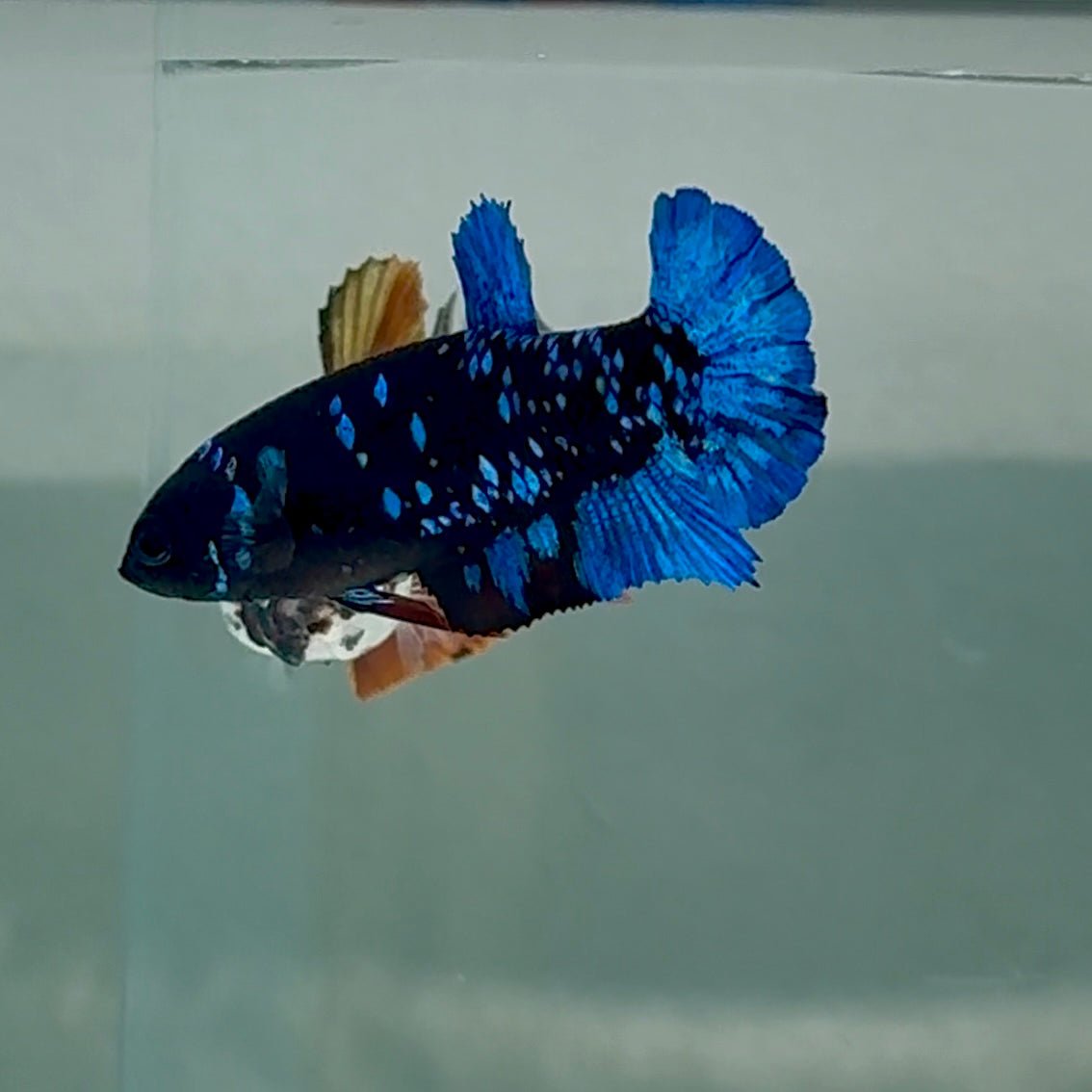 Plakat Avatar Galaxy Female Betta #Au22