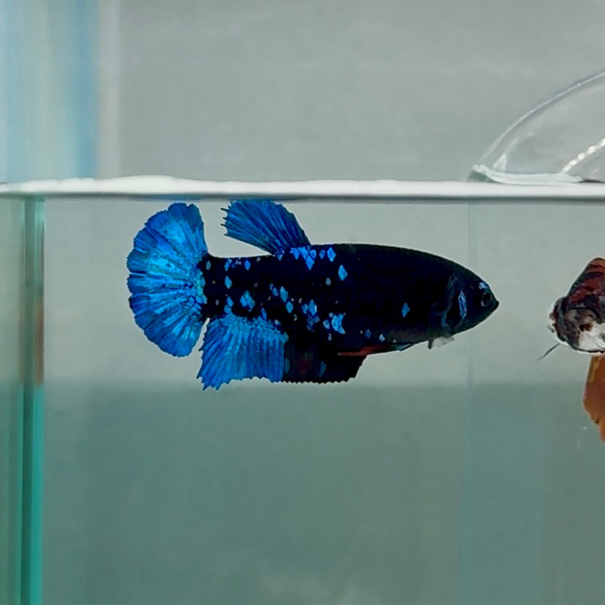 Plakat Avatar Galaxy Female Betta #Au22