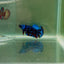 Plakat Avatar Galaxy Female Betta F01