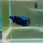 Plakat Avatar Galaxy Female Betta F01