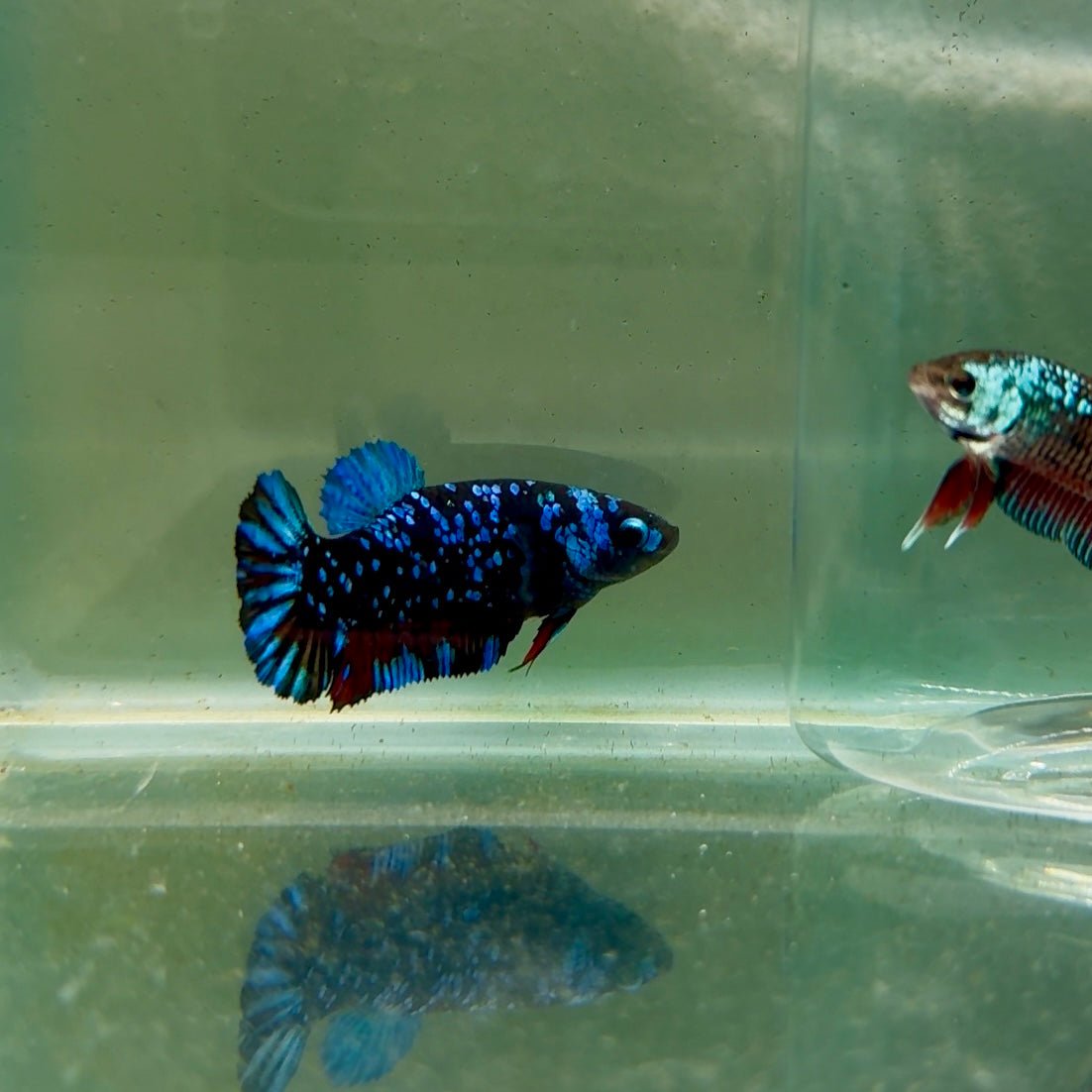 Plakat Avatar Galaxy Female Betta F01