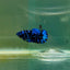 Plakat Avatar Galaxy Female Betta F02