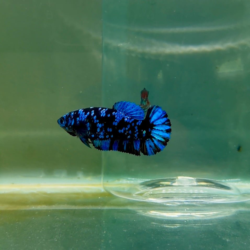 Plakat Avatar Galaxy Female Betta F02