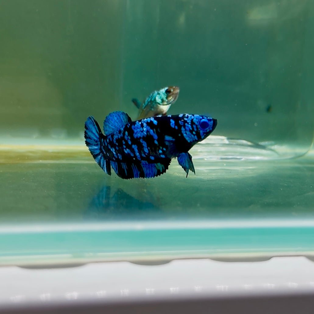 Plakat Avatar Galaxy Female Betta F02