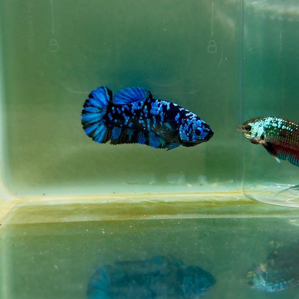 Plakat Avatar Galaxy Female Betta F02