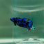 Plakat Avatar Galaxy Female Betta F03